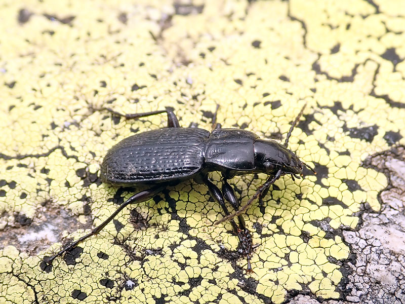 Carabidae: Pterostichus cribratus ?  S !